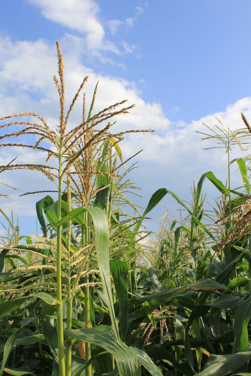 Der Mais gedeiht Staubhof